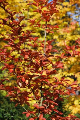Stewartia pseudocamellia - stewartie pseudokaméliovitá
